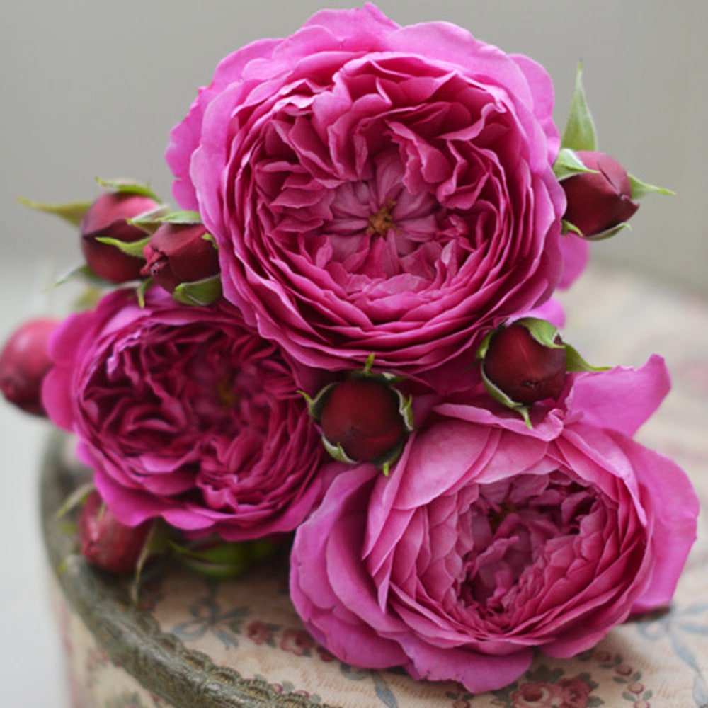 バラ カルトナージュ 1