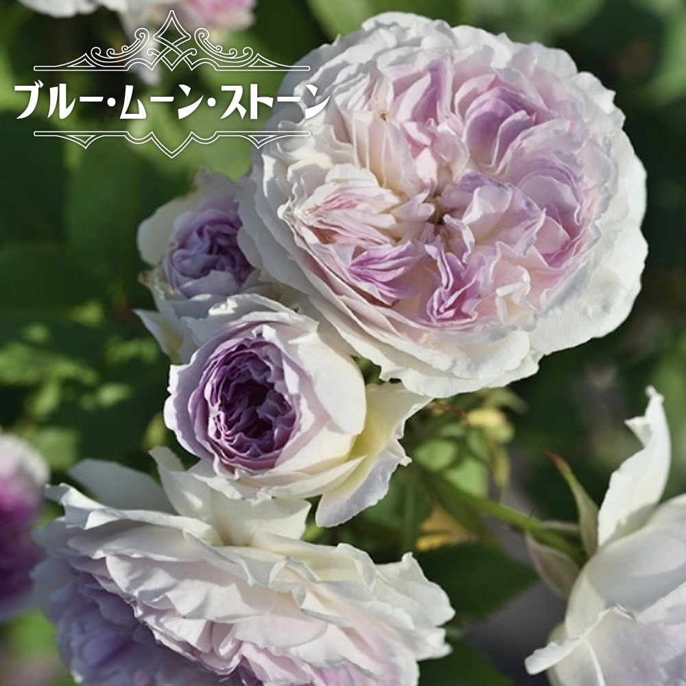 バラ ブルー ムーン ストーン 