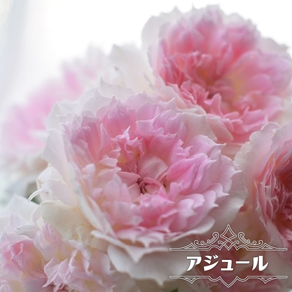 バラ アジュール 