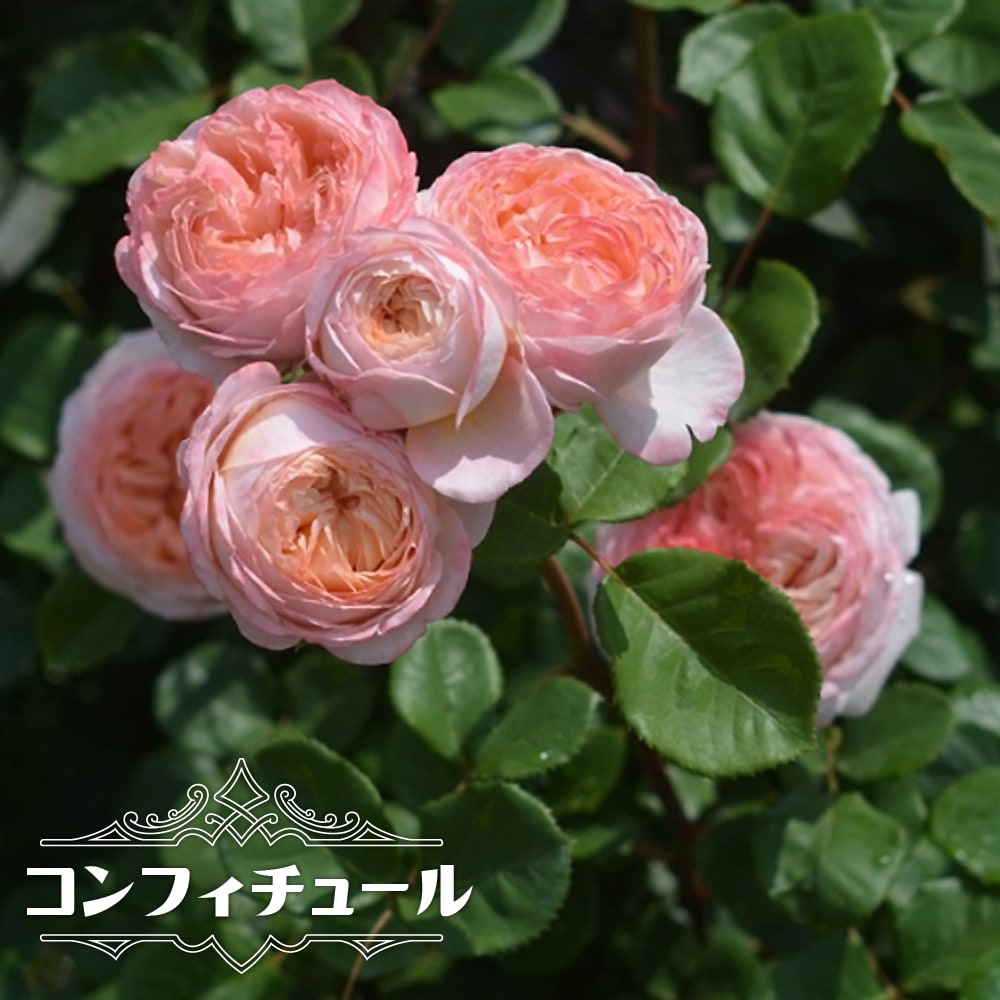 バラ コンフィチュール 