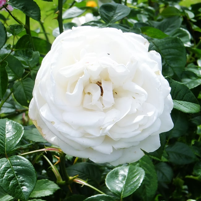 バラ サマーメモリーズ 1