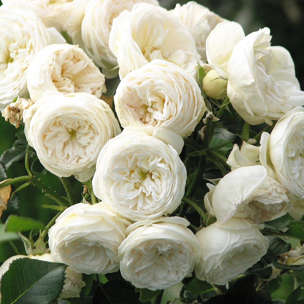 バラ アルテミス 3