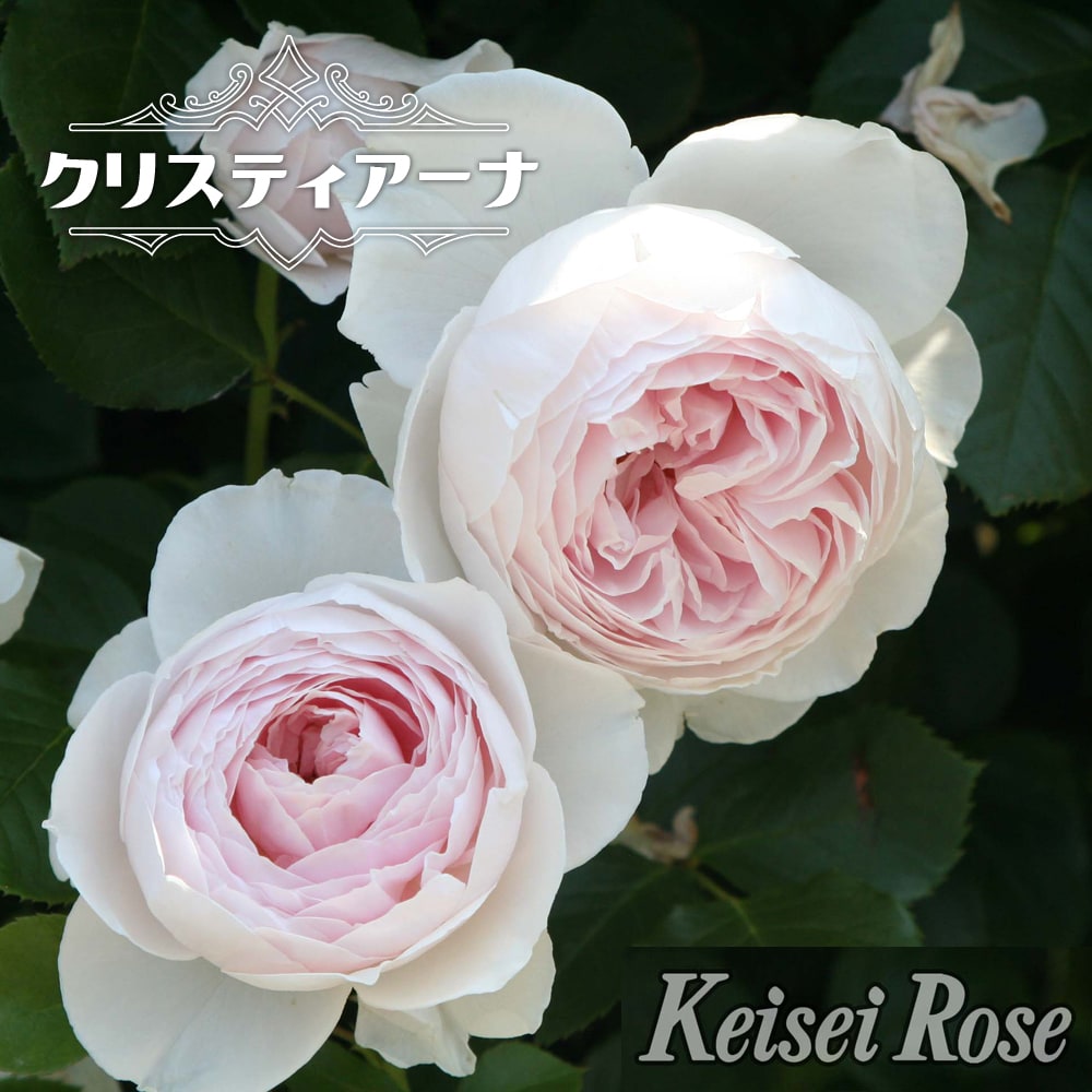 バラ クリスティアーナ 