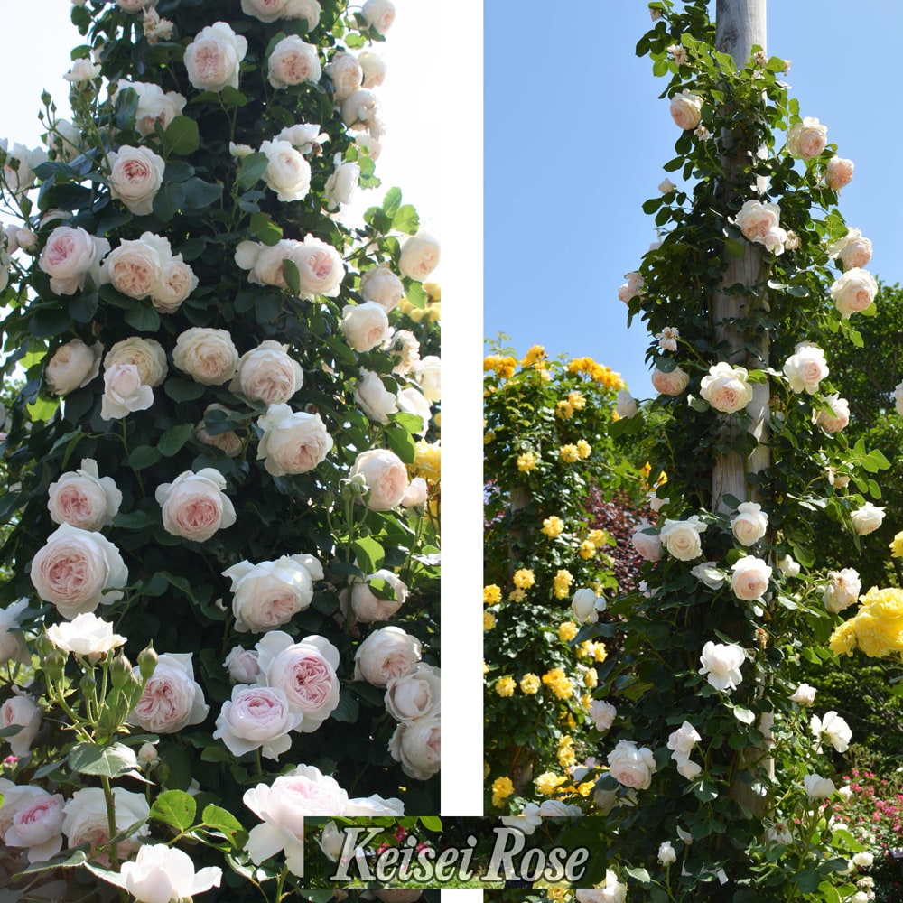 バラ クリスティアーナ のポール仕立て