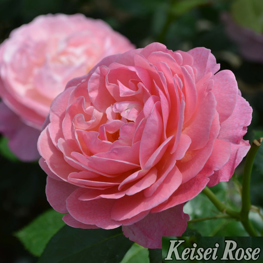 バラ ケルナー フローラ 2