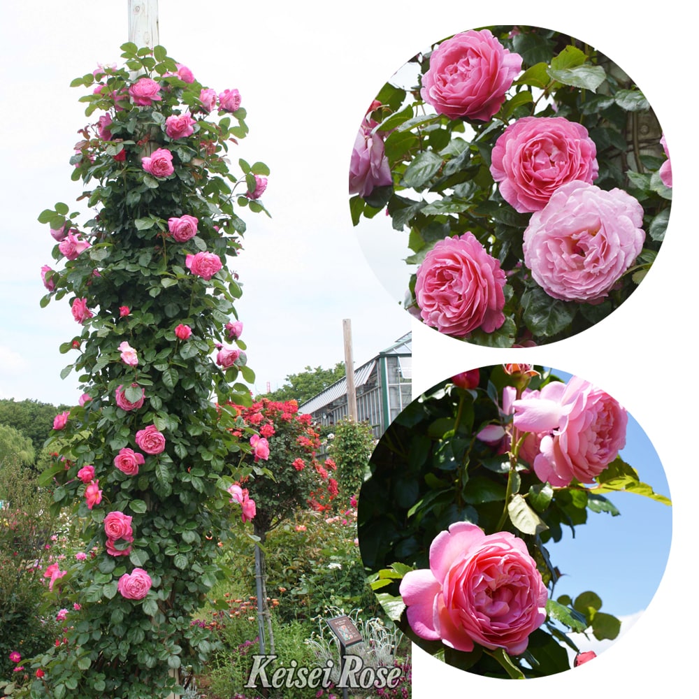 バラ ケルナー フローラ 1