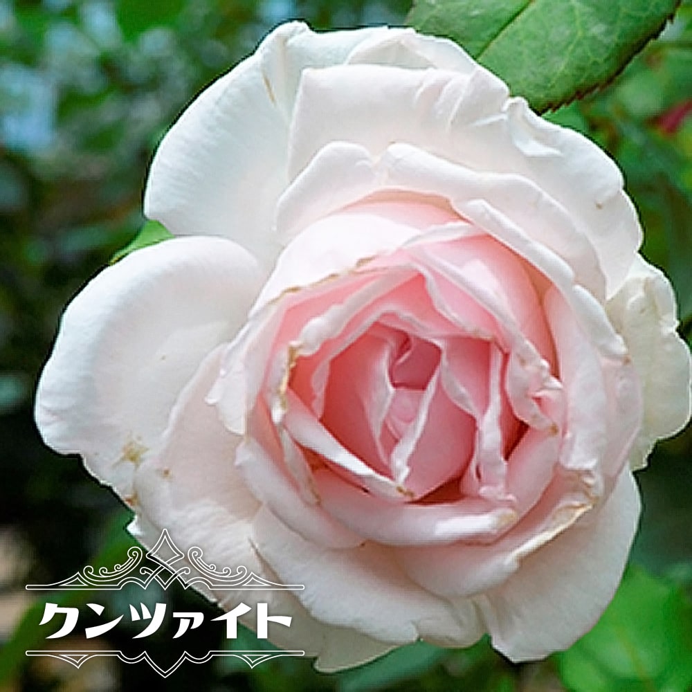 バラ クンツァイト 