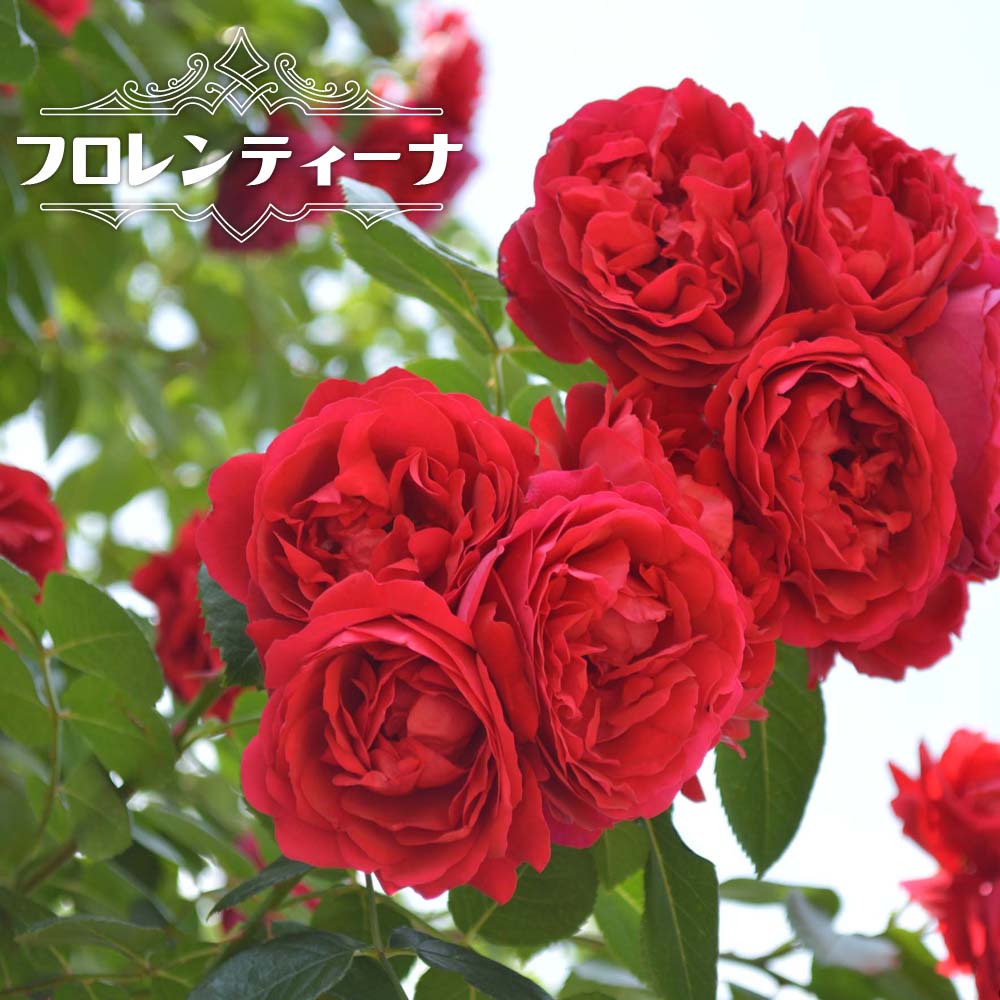 バラ フロレンティーナ 