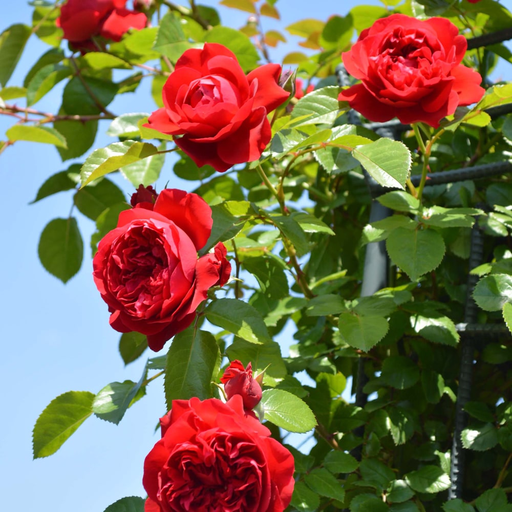 バラ フロレンティーナ 1