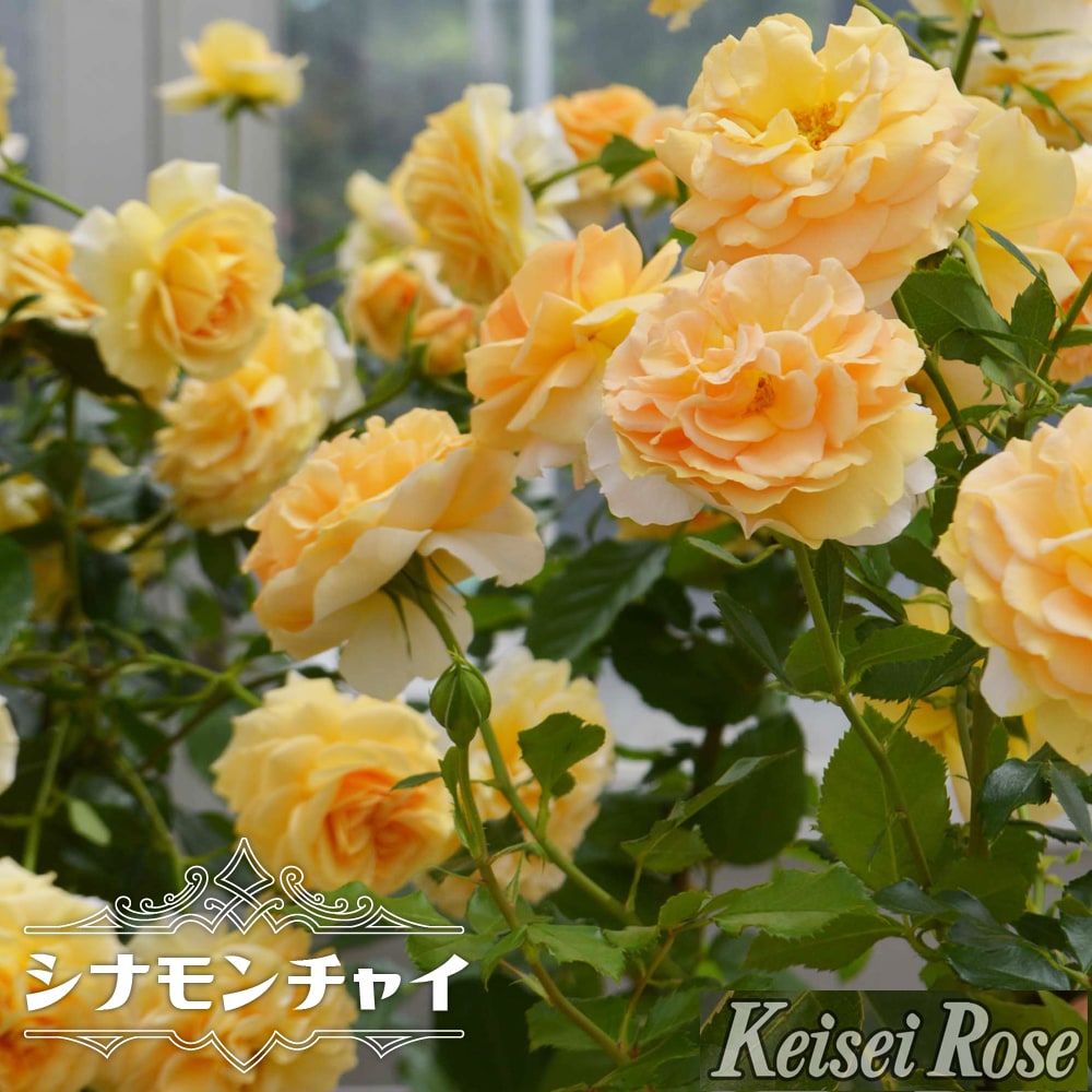バラ シナモンチャイ 