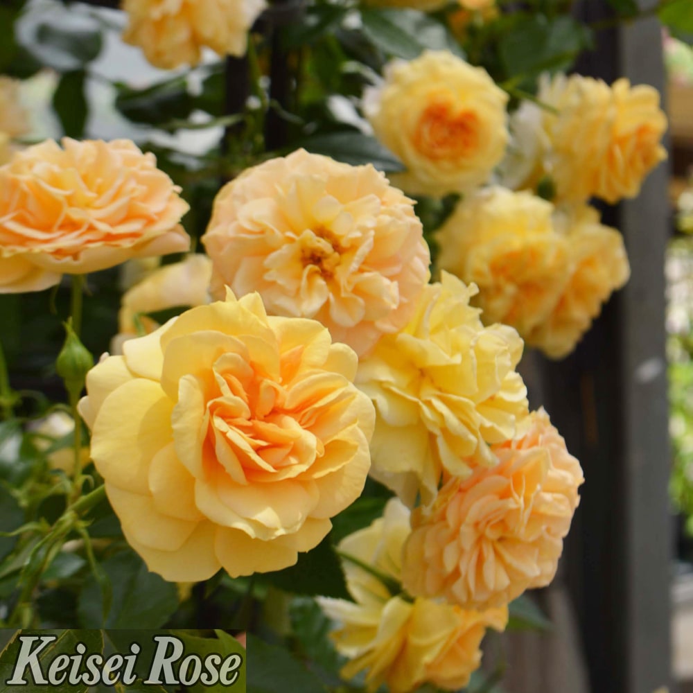 バラ シナモンチャイ 2