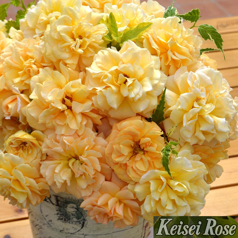 バラ シナモンチャイ 3