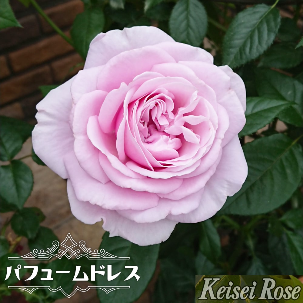 バラ パフュームドレス 