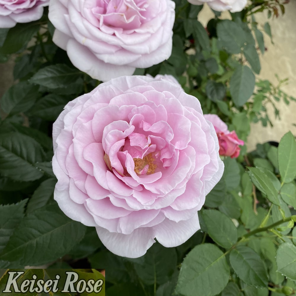 バラ パフュームドレス 2