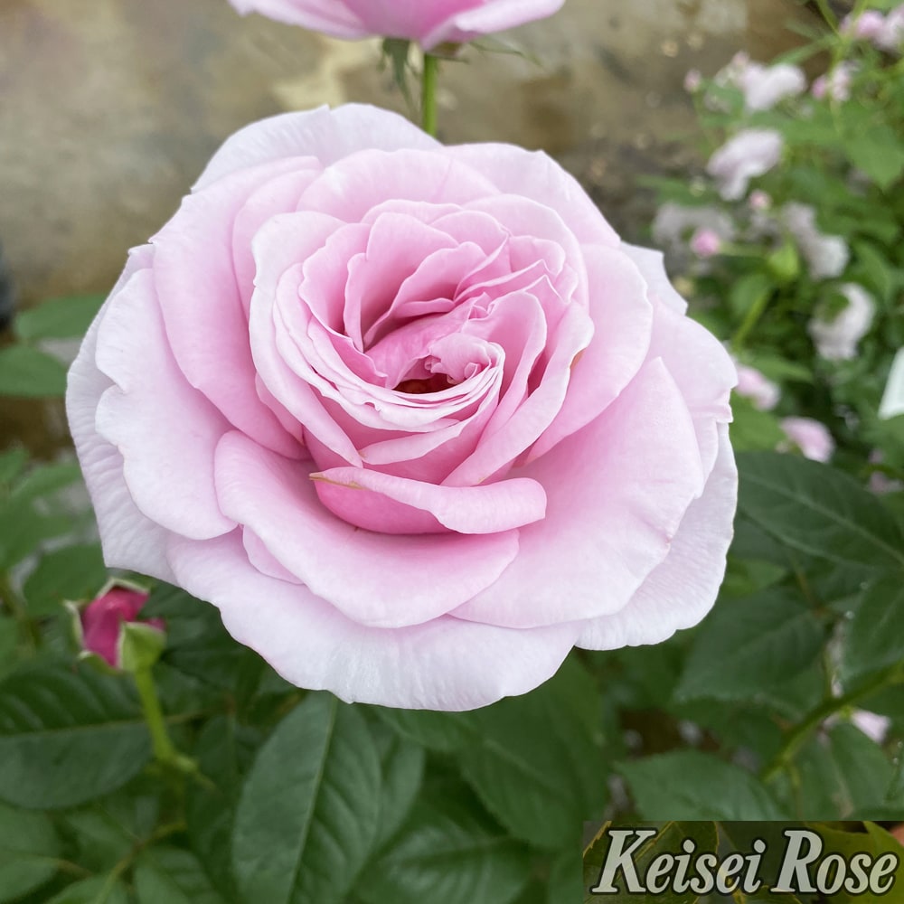 バラ パフュームドレス 3