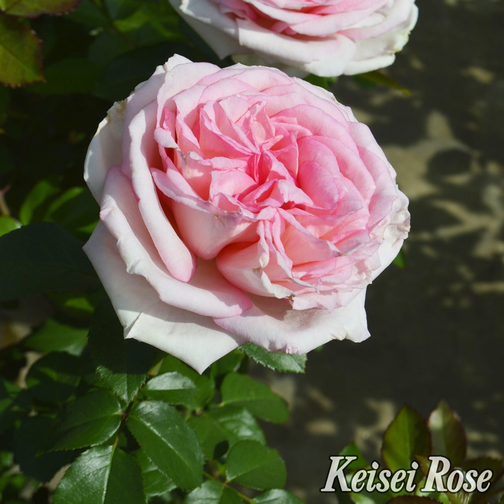 バラ マカロン ピンク 3