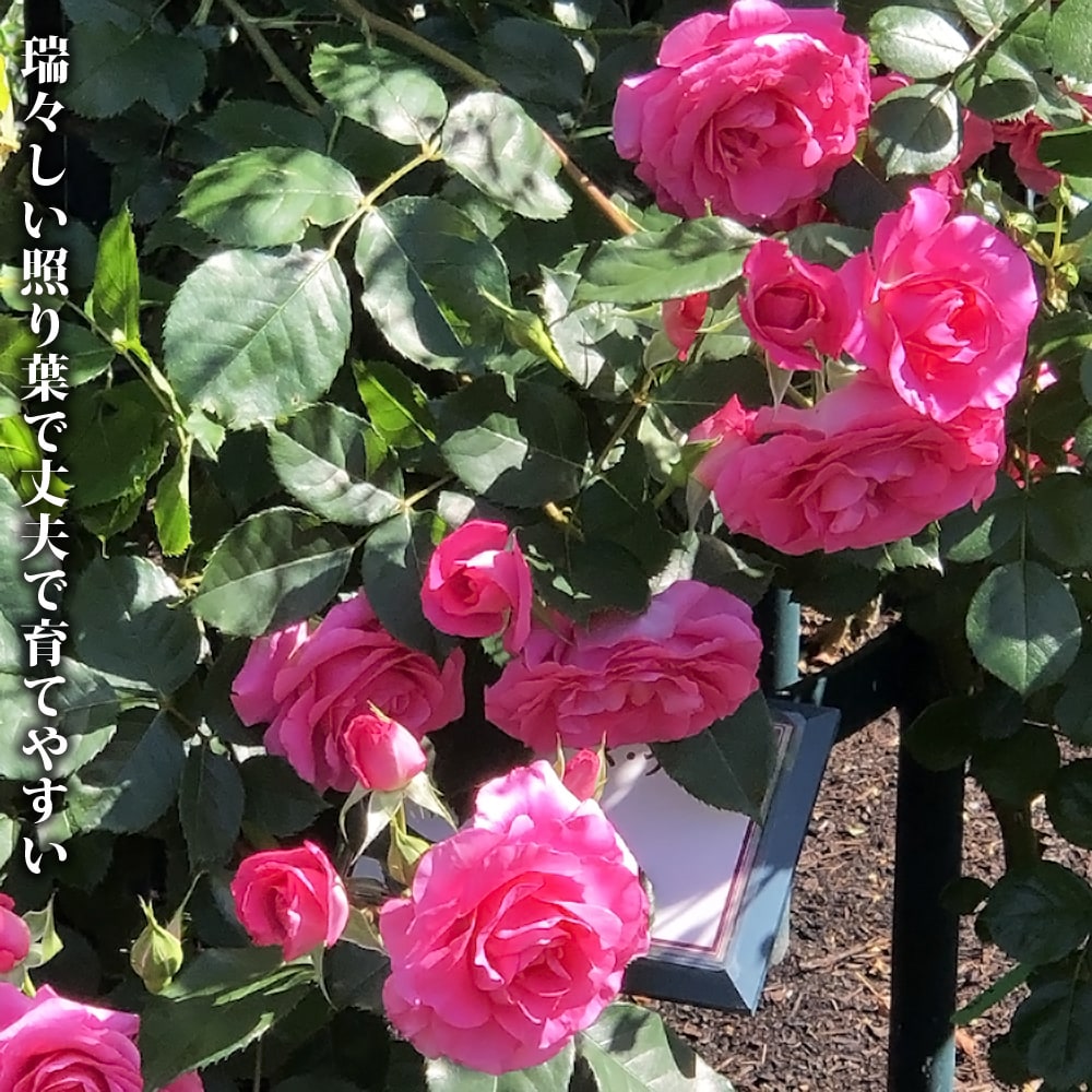 バラ ローズうらら 3