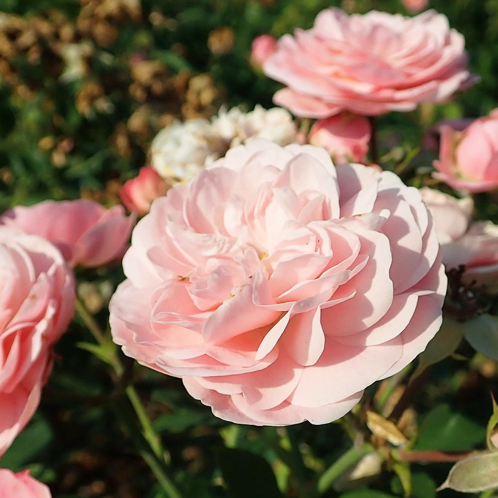 バラ バイランド 1