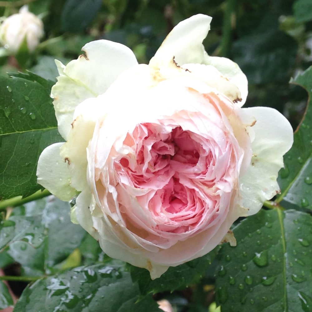 バラ パシュミナ 2