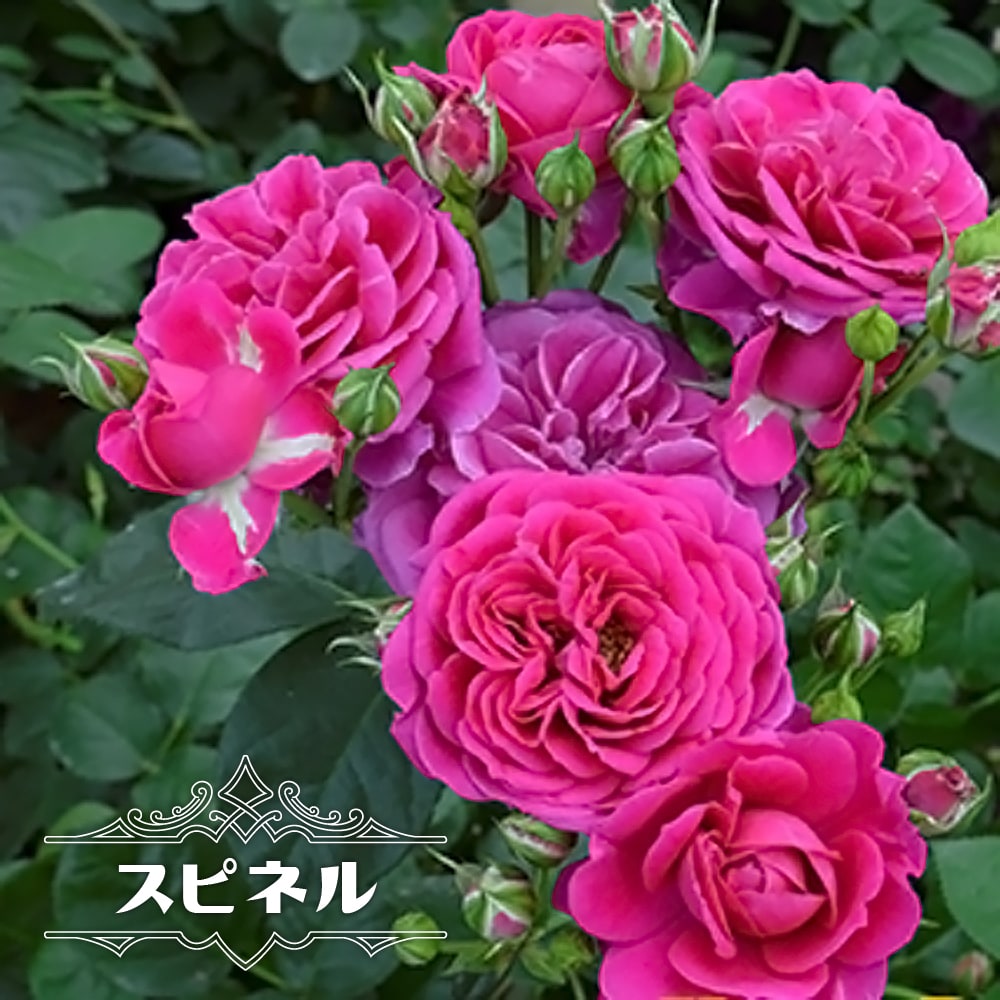 バラ スピネル 