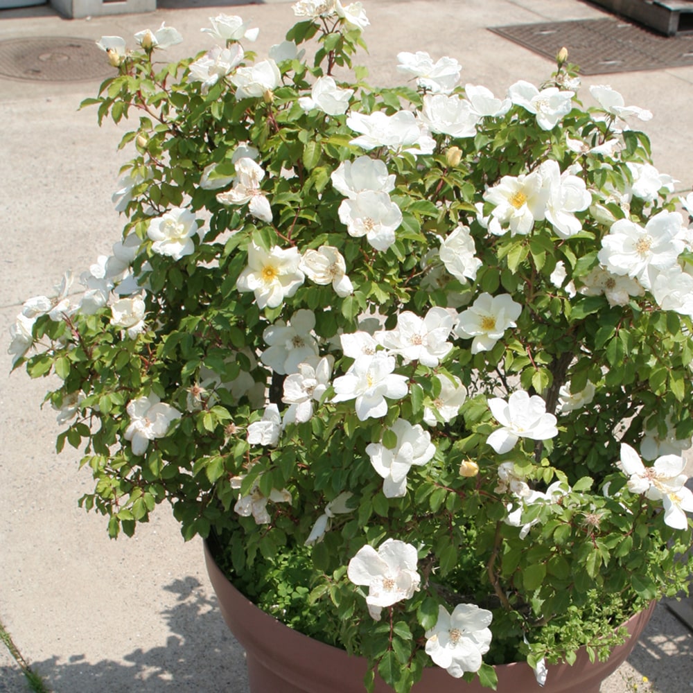 バラ ホワイトノックアウト 1