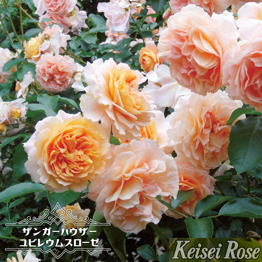 バラ ザンガーハウザーユビレウムスローゼ 