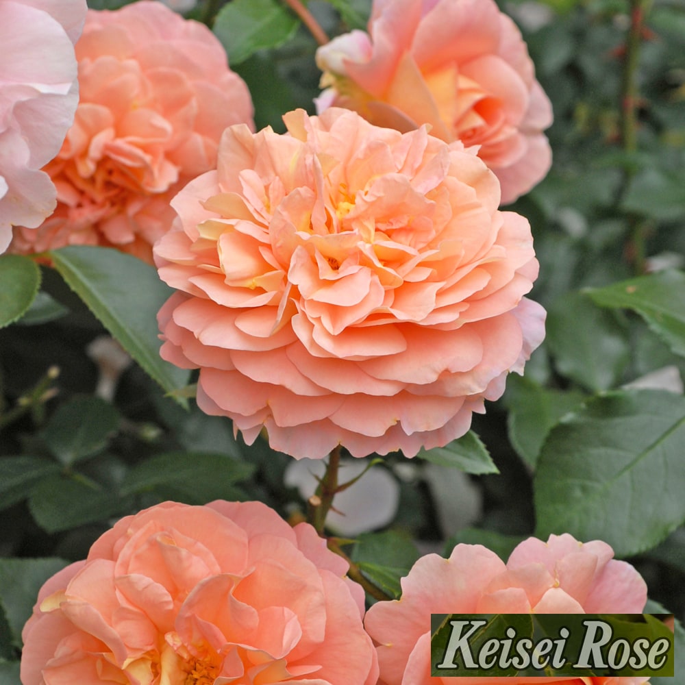 バラ ザンガーハウザーユビレウムスローゼ 2