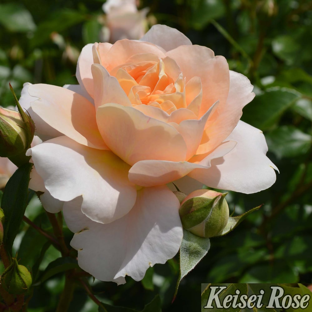 バラ ザンガーハウザーユビレウムスローゼ FL フロリバンダ 苗 販売 苗木部