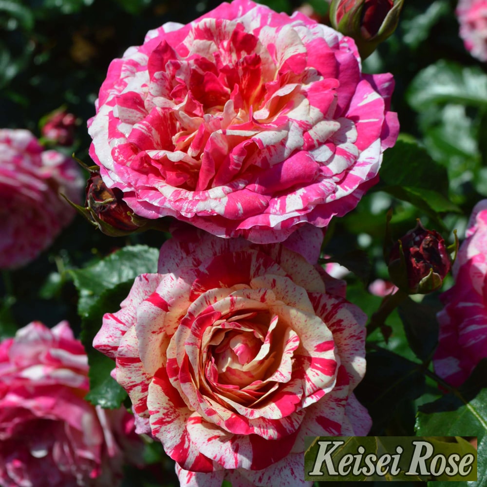 バラ トイ トイ トイ！ FL フロリバンダ 苗 販売 苗木部 By 花ひろば