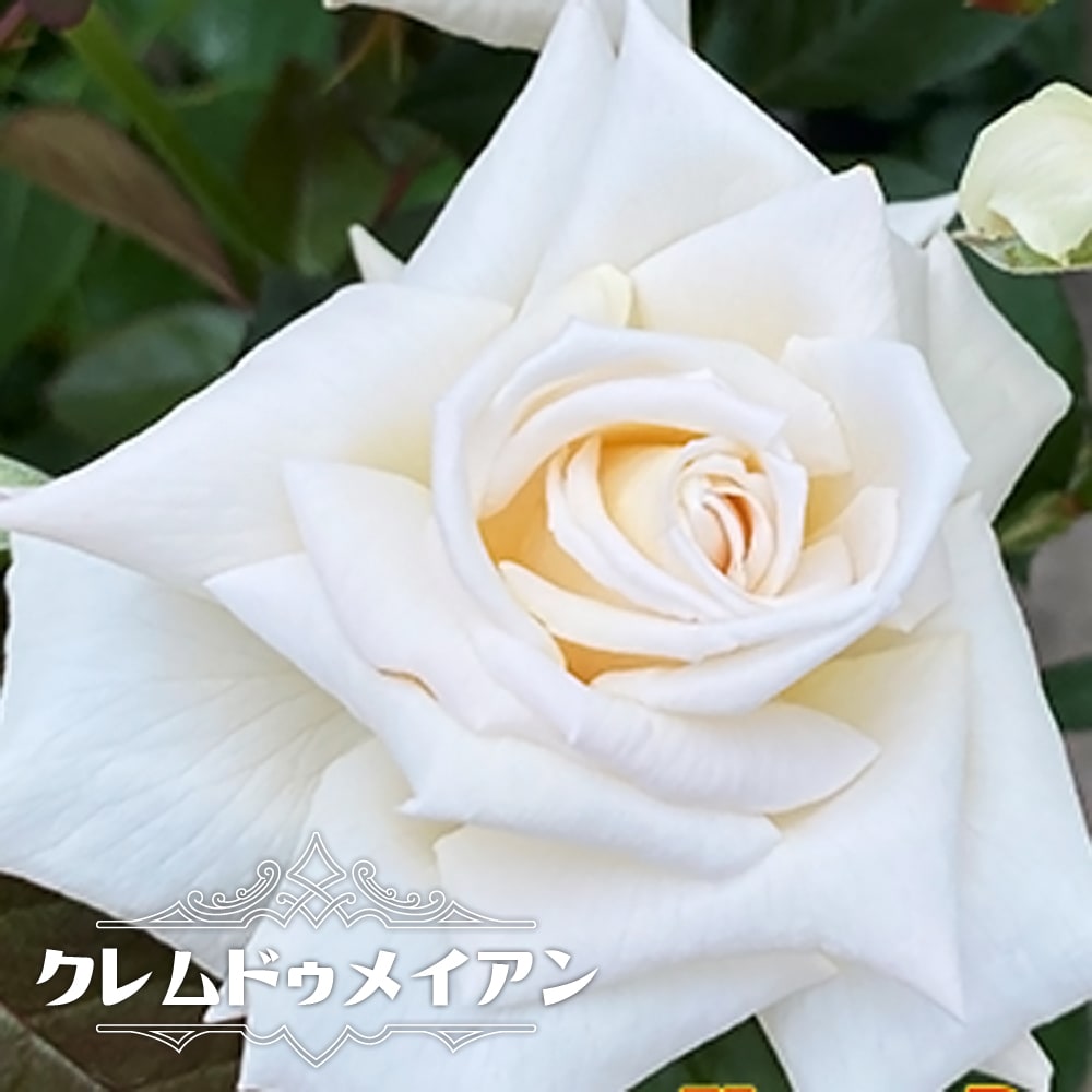 バラ クレムドゥメイアン 