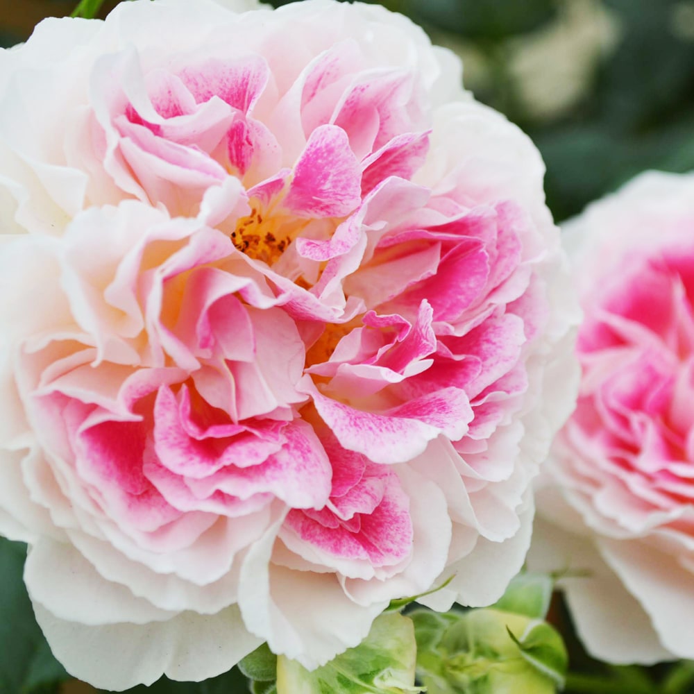 バラ ホリデーアイランドピオニー 1