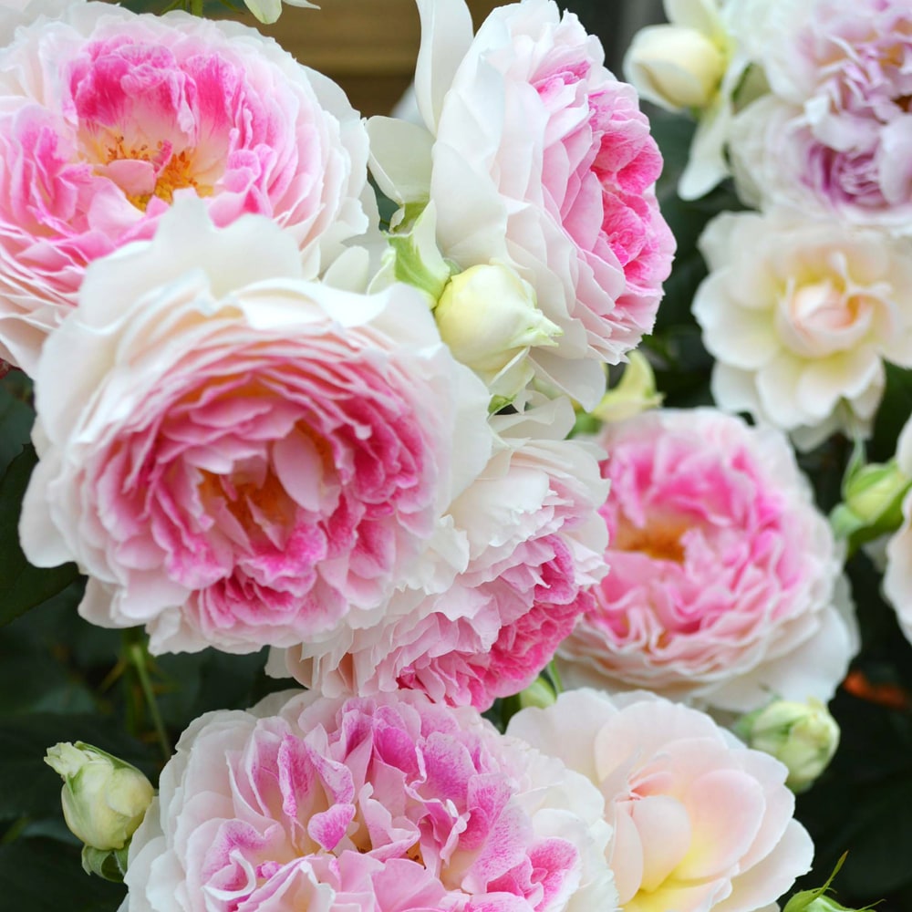 バラ ホリデーアイランドピオニー 2