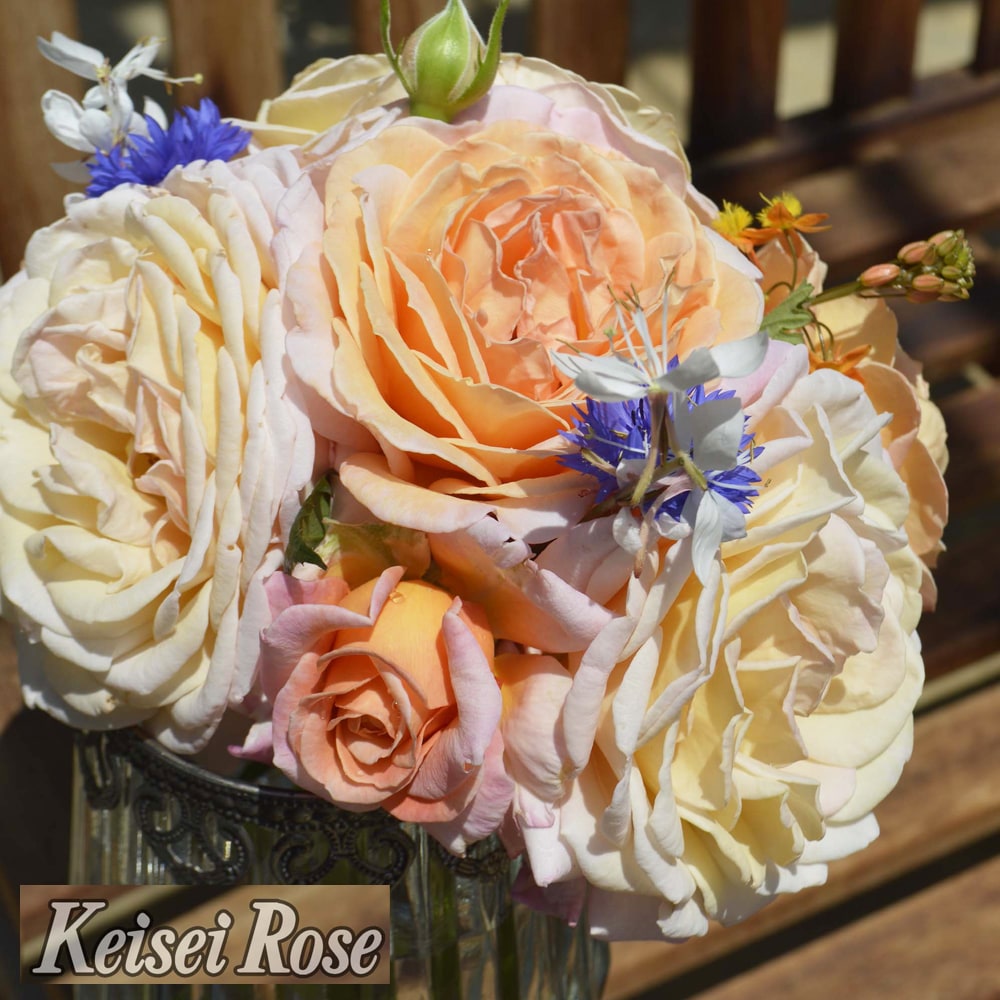 バラ G.D.ルイーズ （グランドダッチェスルイーズ） 2