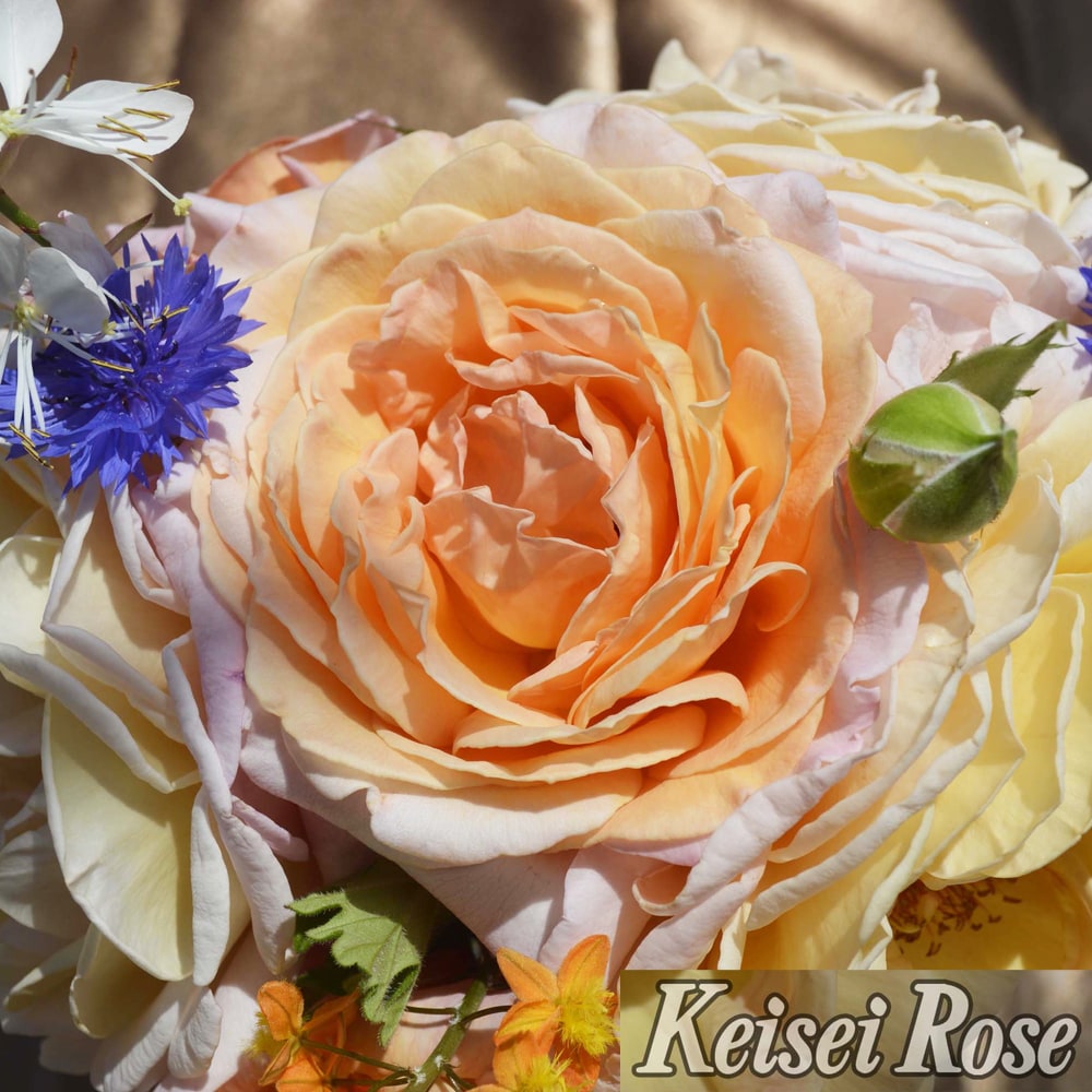 バラ G.D.ルイーズ （グランドダッチェスルイーズ） 1