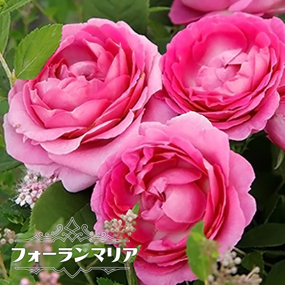 バラ フォーランマリア 