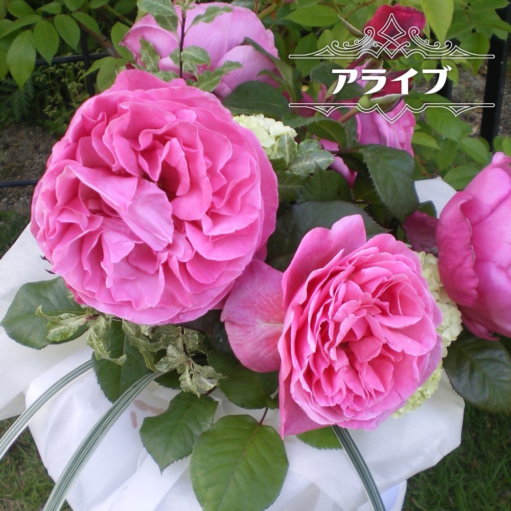 バラ アライブ 
