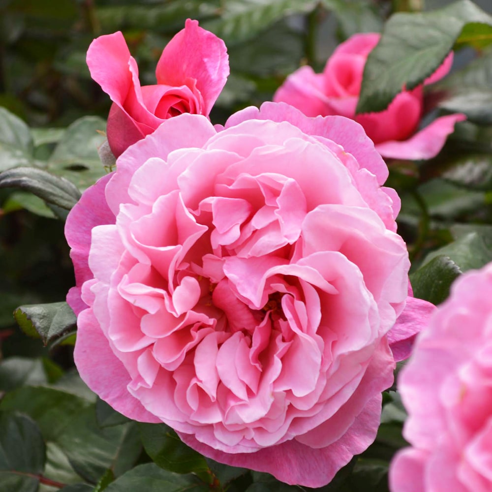 バラ アライブ 2