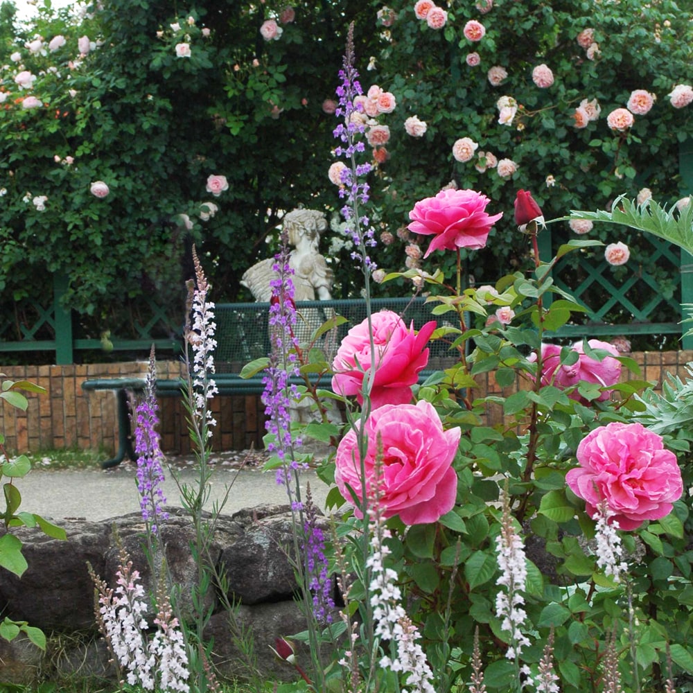 バラ アライブ 1