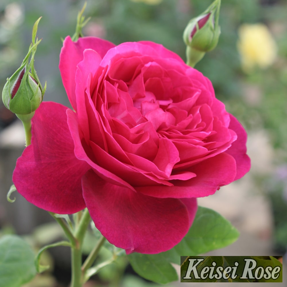 ゲーテローズ  3