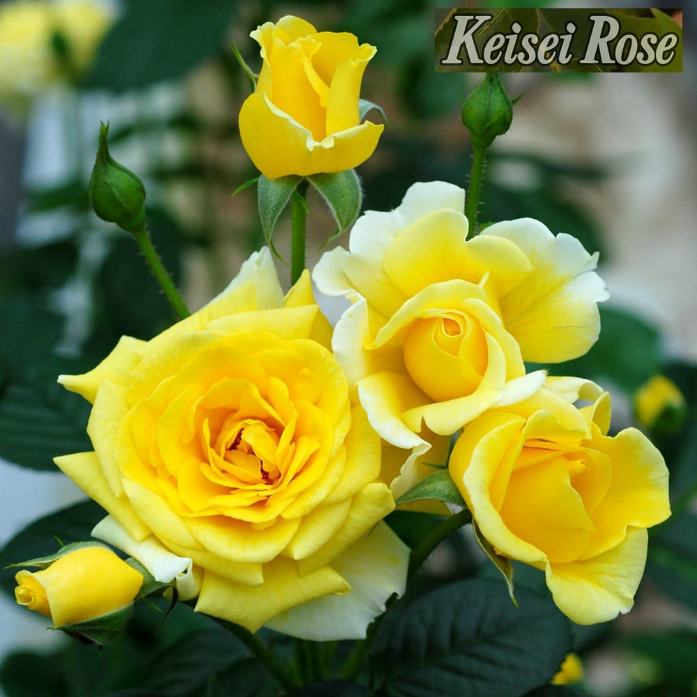 バラ ファーストインプレッション 2