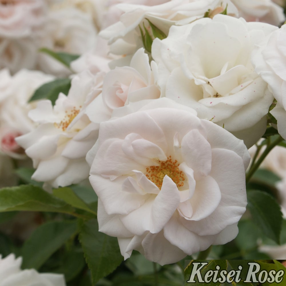 バラ アスピリンローズ 3