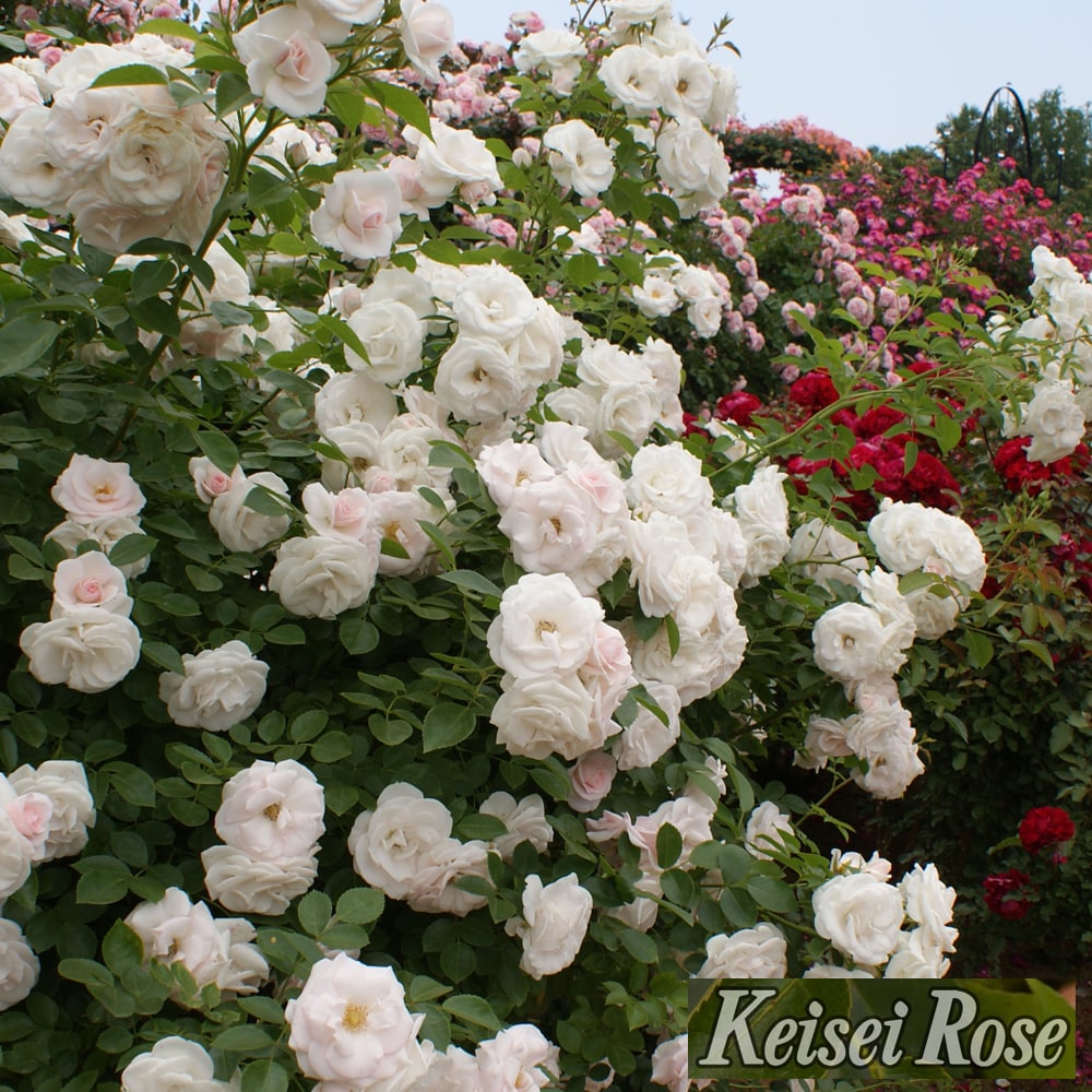 バラ アスピリンローズ 2