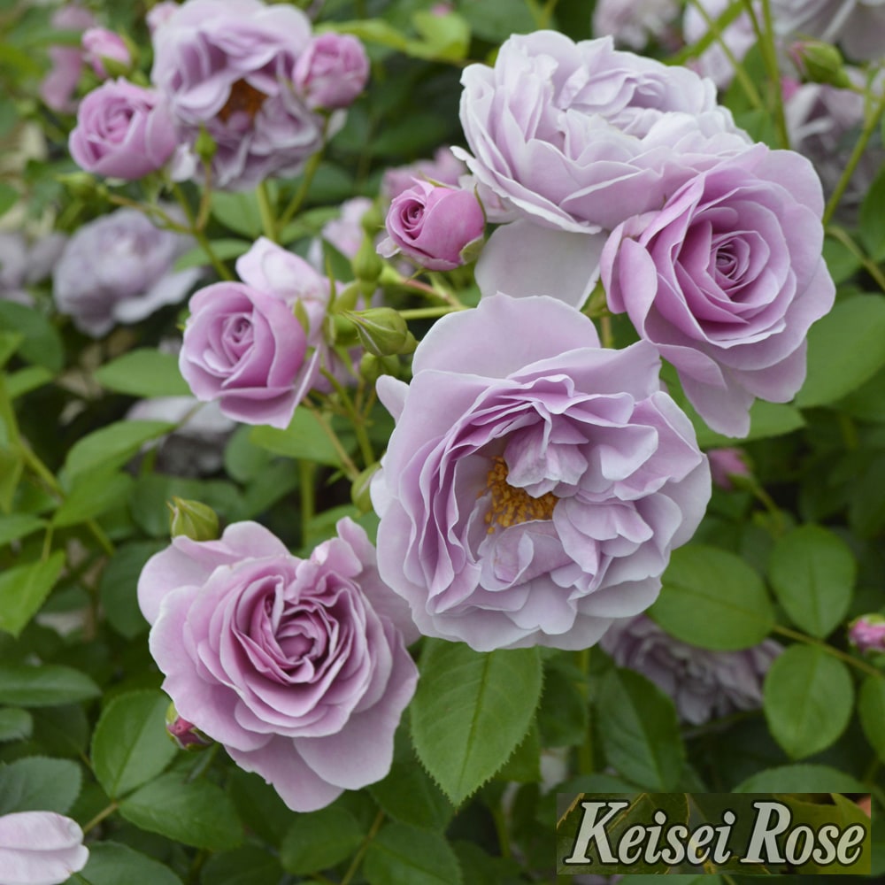 バラ プロローグ 2