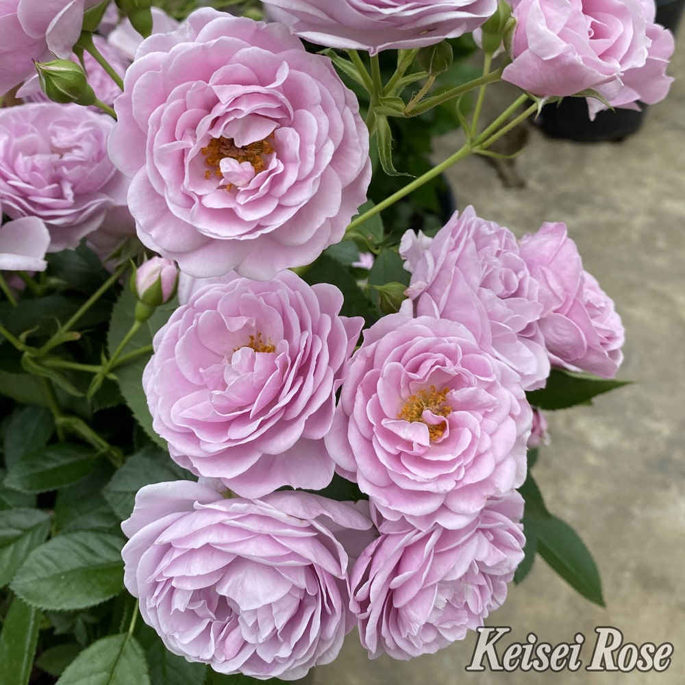 バラ プロローグ 3