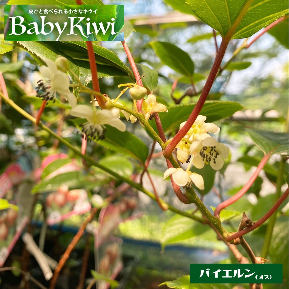 サルナシ パープルシャドー 