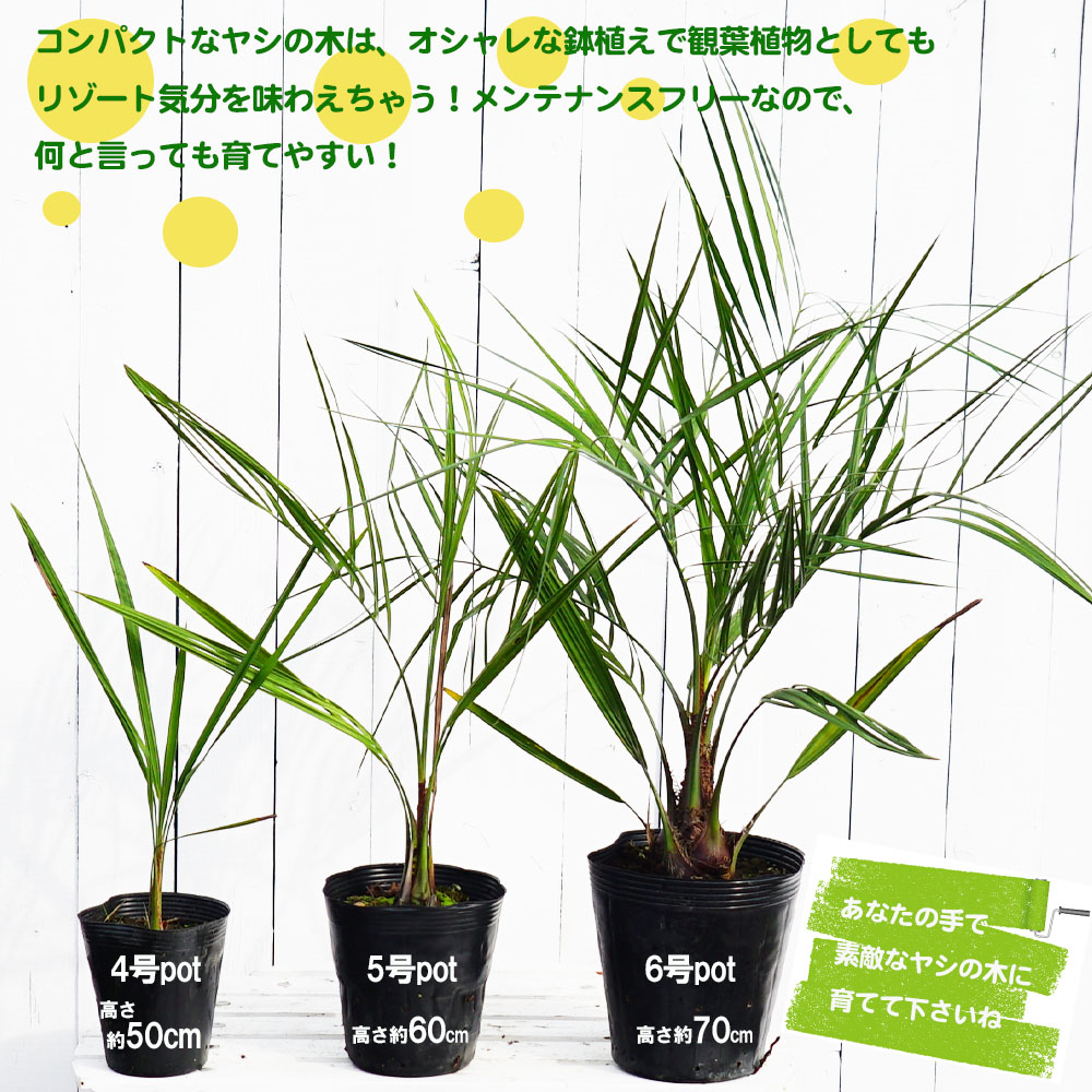 ヤシ ココスヤシ 苗 植え方 苗木部 By 花ひろばオンライン