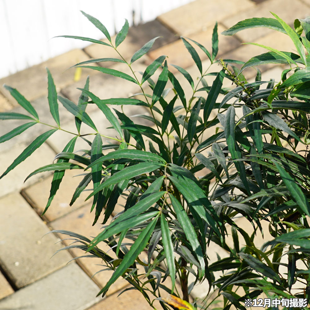 細葉ヒイラギナンテン コンフューサー 1