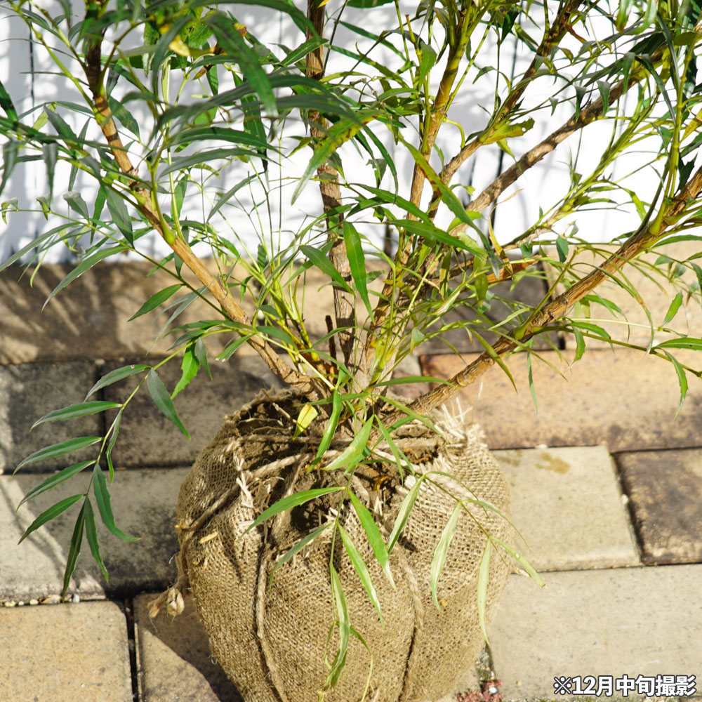 細葉ヒイラギナンテン 【コンフューサー】 根巻き大苗