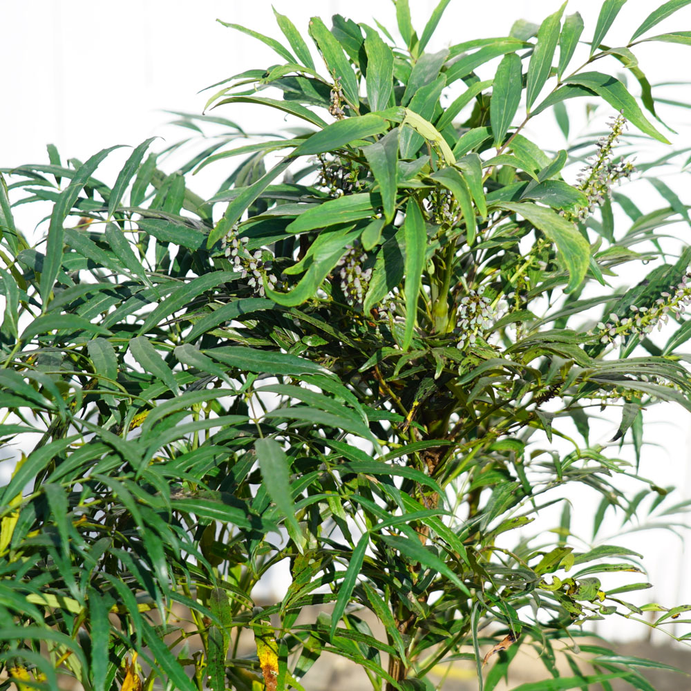 細葉ヒイラギナンテン コンフューサー 4