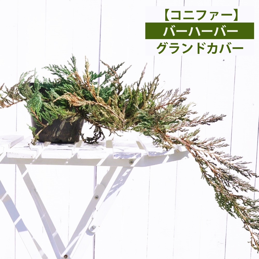 コニファー バーハーバー 
